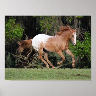 Bob Langrish   Appaloosa aan de gang Poster