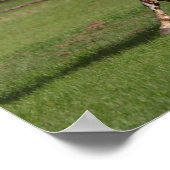 Bob Langrish | Appaloosa aan de gang Poster (Hoek)