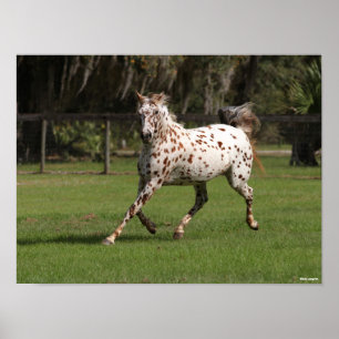 Bob Langrish   Appaloosa aan de gang Poster