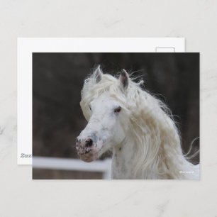 Bob Langrish Appaloosa Friesian Stallion Headshot Briefkaart