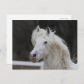 Bob Langrish Appaloosa Friesian Stallion Headshot Briefkaart (Voorkant / Achterkant)