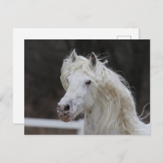 Bob Langrish Appaloosa Friesian Stallion Headshot Briefkaart (Voorkant / Achterkant)