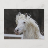 Bob Langrish Appaloosa Friesian Stallion Headshot Briefkaart (Voorkant)