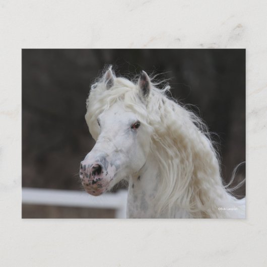 Bob Langrish Appaloosa Friesian Stallion Headshot Briefkaart (Voorkant)