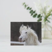 Bob Langrish Appaloosa Friesian Stallion Headshot Briefkaart (Staand voorkant)