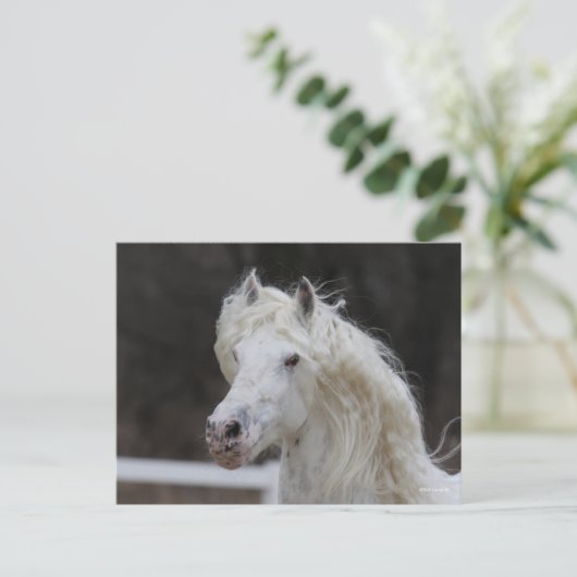 Bob Langrish Appaloosa Friesian Stallion Headshot Briefkaart (Staand voorkant)