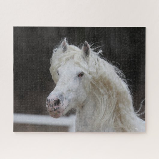 Bob Langrish Appaloosa Friesian Stallion Headshot Legpuzzel (Horizontaal)