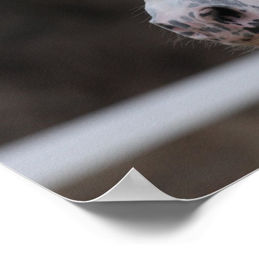 Bob Langrish Appaloosa Friesian Stallion Headshot Poster (Hoek)