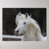 Bob Langrish Appaloosa Friesian Stallion Headshot Poster (Voorkant)