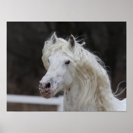 Bob Langrish Appaloosa Friesian Stallion Headshot Poster (Voorkant)