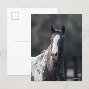 Bob Langrish Appaloosa Headshot Briefkaart