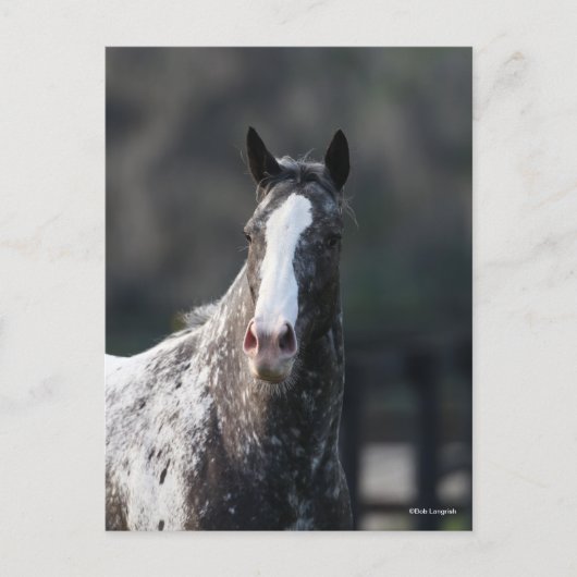 Bob Langrish | Appaloosa Headshot Briefkaart (Voorkant)