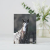 Bob Langrish | Appaloosa Headshot Briefkaart (Staand voorkant)