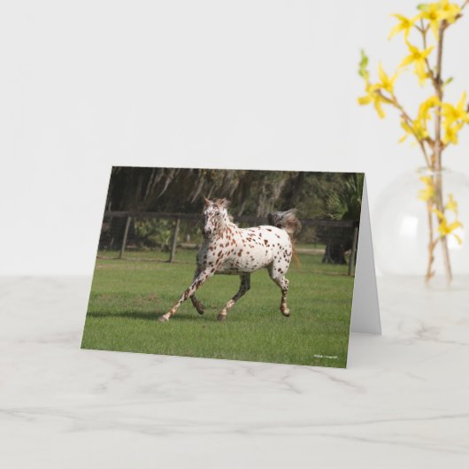 Bob Langrish | Appaloosa Running Kaart (Gele Bloem)