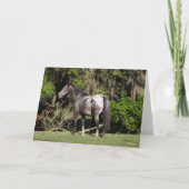 Bob Langrish | Appaloosa Standing Kaart (Voorkant)