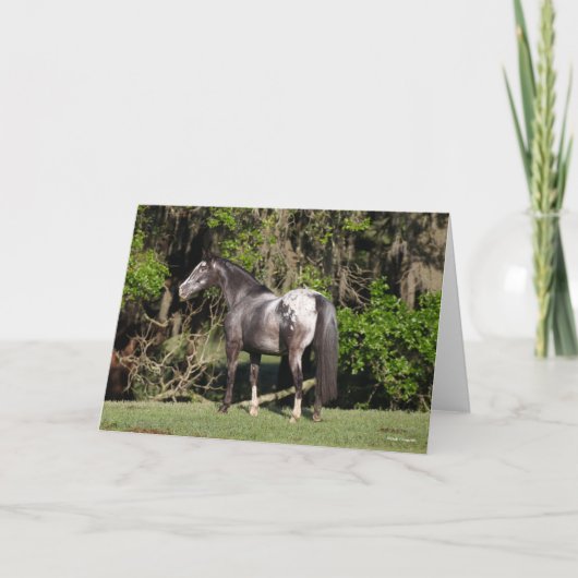 Bob Langrish | Appaloosa Standing Kaart (Voorkant)