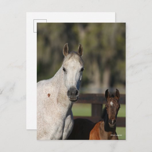 Bob Langrish Arab Mare en Foal Standing Headshot Briefkaart (Voorkant / Achterkant)
