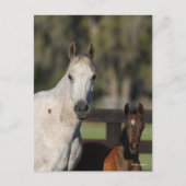 Bob Langrish Arab Mare en Foal Standing Headshot Briefkaart (Voorkant)