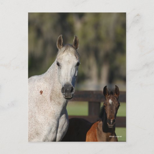 Bob Langrish Arab Mare en Foal Standing Headshot Briefkaart (Voorkant)