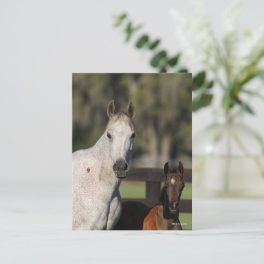 Bob Langrish Arab Mare en Foal Standing Headshot Briefkaart (Staand voorkant)