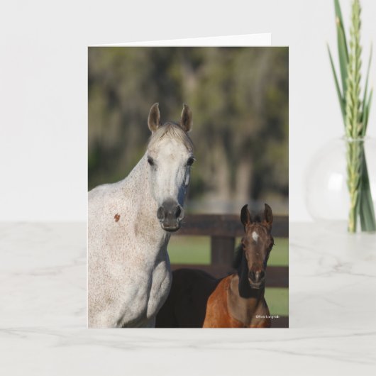 Bob Langrish Arab Mare en Foal Standing Headshot Kaart (Voorkant)