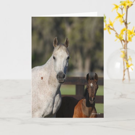 Bob Langrish Arab Mare en Foal Standing Headshot Kaart (Gele Bloem)