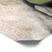 Bob Langrish Arab Mare en Foal Standing Headshot Poster (Hoek)