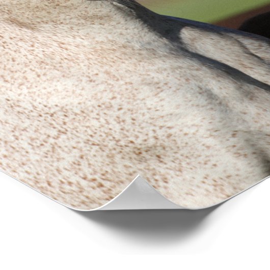 Bob Langrish Arab Mare en Foal Standing Headshot Poster (Hoek)