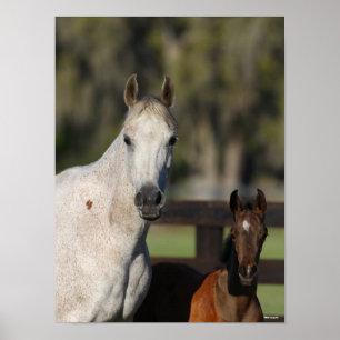 Bob Langrish Arab Mare en Foal Standing Headshot Poster