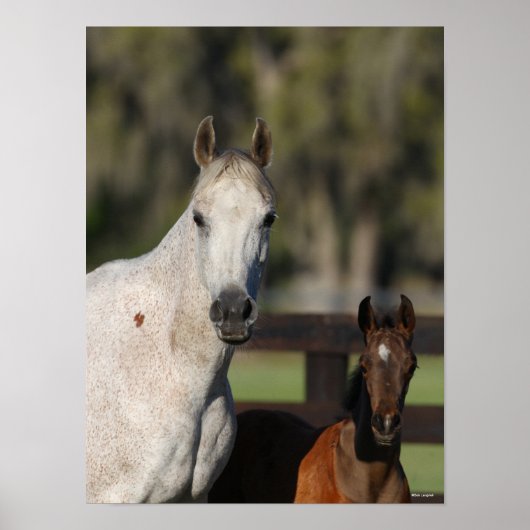 Bob Langrish Arab Mare en Foal Standing Headshot Poster (Voorkant)