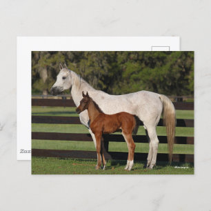 Bob Langrish Arab Mare en Foal Standing Samen Briefkaart