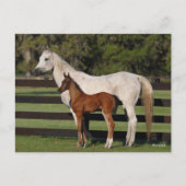 Bob Langrish Arab Mare en Foal Standing Samen Briefkaart (Voorkant)