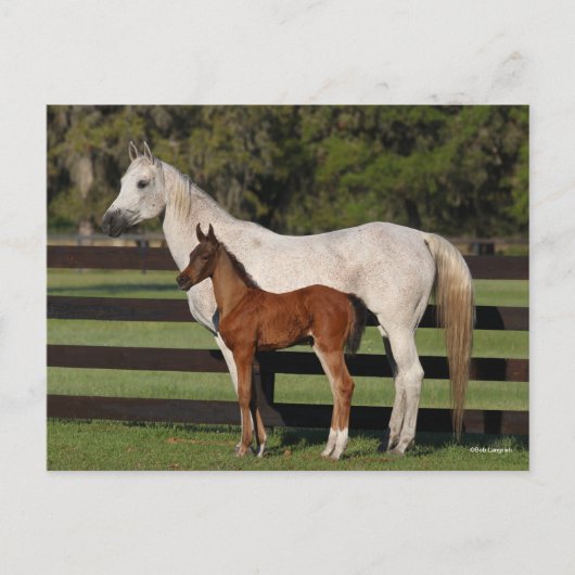 Bob Langrish Arab Mare en Foal Standing Samen Briefkaart (Voorkant)