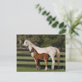 Bob Langrish Arab Mare en Foal Standing Samen Briefkaart (Staand voorkant)