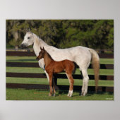 Bob Langrish Arab Mare en Foal Standing Samen Poster (Voorkant)