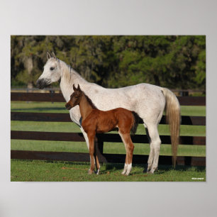 Bob Langrish Arab Mare en Foal Standing Samen Poster