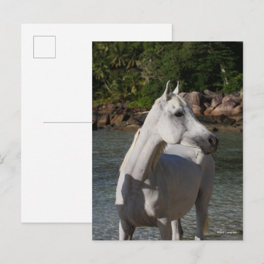 Bob Langrish Arab Mare steekt de kop op Briefkaart (Voorkant / Achterkant)