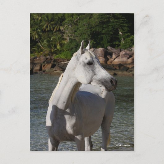 Bob Langrish Arab Mare steekt de kop op Briefkaart (Voorkant)