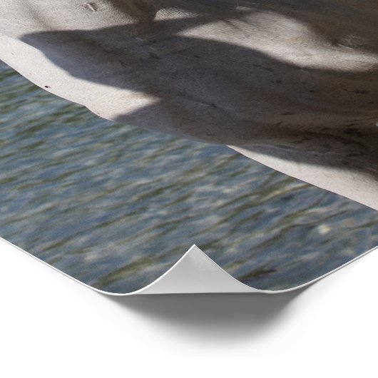 Bob Langrish Arab Mare steekt de kop op Poster (Hoek)