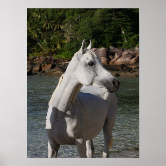 Bob Langrish Arab Mare steekt de kop op Poster (Voorkant)