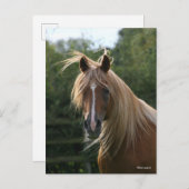 Bob Langrish | Arab Stallion Headshot Briefkaart (Voorkant / Achterkant)