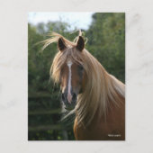 Bob Langrish | Arab Stallion Headshot Briefkaart (Voorkant)