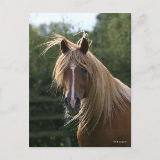 Bob Langrish | Arab Stallion Headshot Briefkaart (Voorkant)
