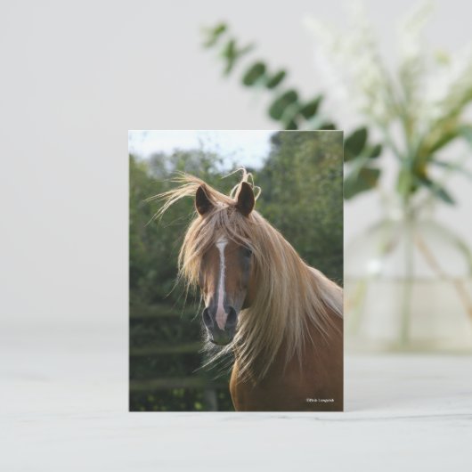 Bob Langrish | Arab Stallion Headshot Briefkaart (Staand voorkant)