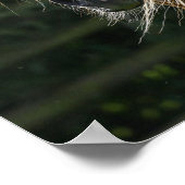 Bob Langrish | Arab Stallion Headshot Poster (Hoek)