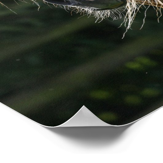 Bob Langrish | Arab Stallion Headshot Poster (Hoek)