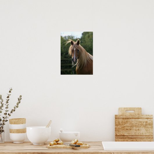 Bob Langrish | Arab Stallion Headshot Poster (Keuken)