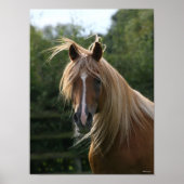 Bob Langrish | Arab Stallion Headshot Poster (Voorkant)