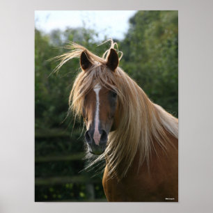 Bob Langrish   Arab Stallion Headshot Poster