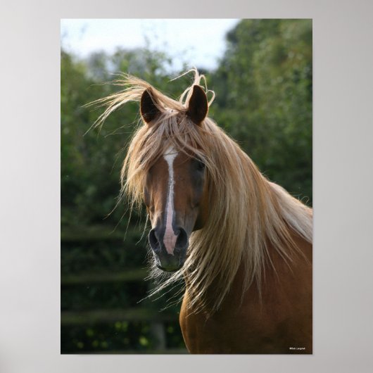 Bob Langrish | Arab Stallion Headshot Poster (Voorkant)